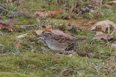 Zonotrichia albicollis