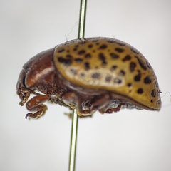 Zygogramma estriata
