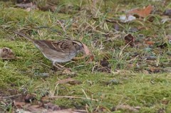 Zonotrichia albicollis