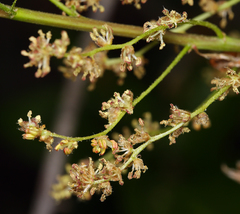 Quercus parvula parvula