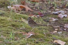 Zonotrichia albicollis