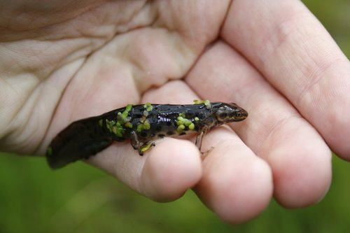 Lissotriton vulgaris