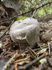 Catathelasma ventricosum