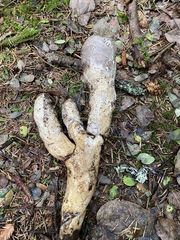 Catathelasma ventricosum