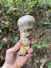 Catathelasma ventricosum
