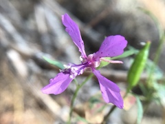 Clarkia heterandra