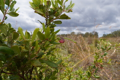 Grevillea masonii