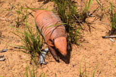 Euphractus sexcinctus