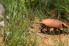 Euphractus sexcinctus