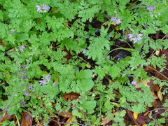 Erodium ciconium