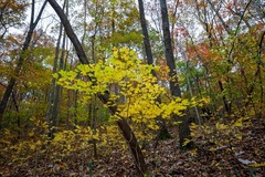 Acer leucoderme