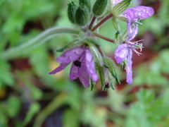Erodium ciconium