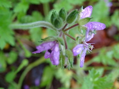 Erodium ciconium
