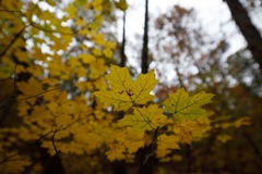 Acer leucoderme
