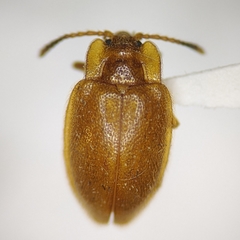 Epipocus unicolor