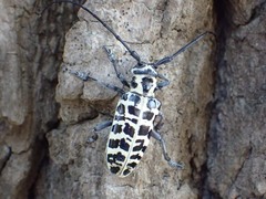 Plectrodera scalator