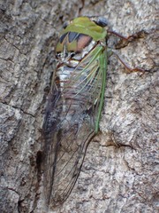 Megatibicen pronotalis