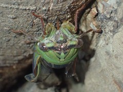 Megatibicen pronotalis