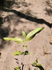 Pyrostria
