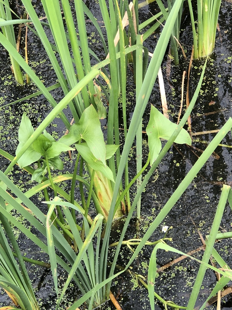 Sagittaria calycina; photograph Dan Johnson, CC BY, iNaturalist via GBIF