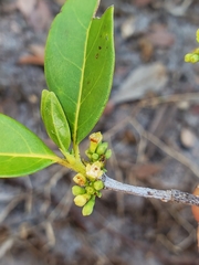 Pyrostria