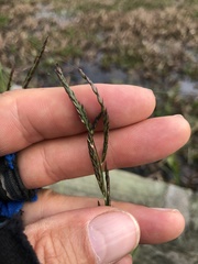 Eriochloa punctata