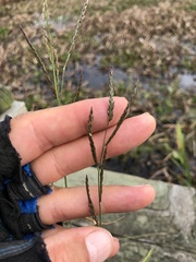 Eriochloa punctata