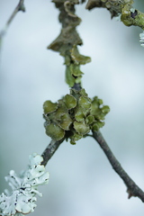 Tuckermanopsis sepincola