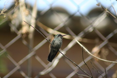 Cynanthus latirostris