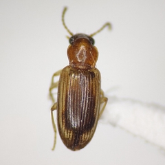 Pericompsus laetulus