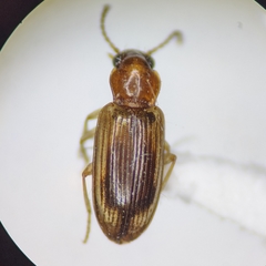 Pericompsus laetulus