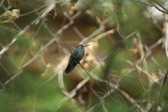 Cynanthus latirostris