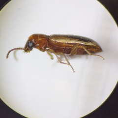 Pericompsus laetulus