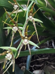 Brassia