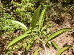 Zanthoxyloideae