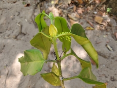 Peponidium