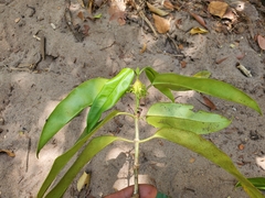 Peponidium