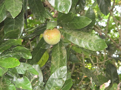Árboles frutales de la península de Yucatán · iNaturalist