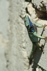 Sceloporus torquatus