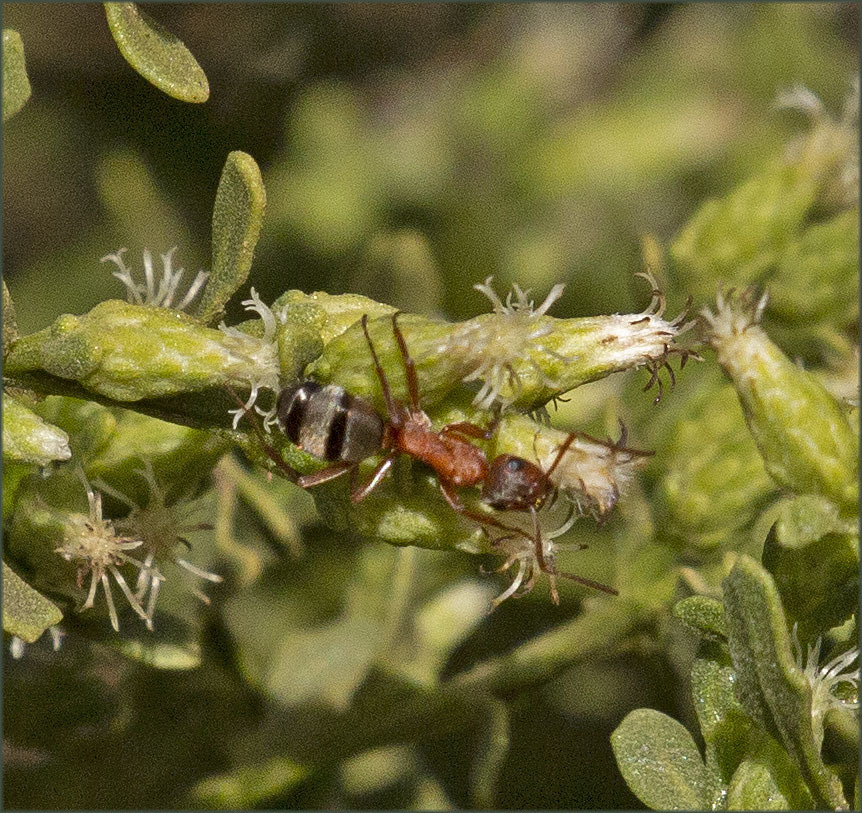 Formica moki