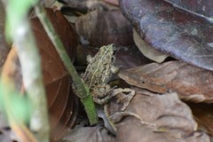 Adenomera chicomendesi