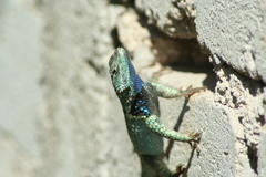 Sceloporus torquatus