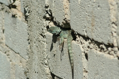 Sceloporus torquatus