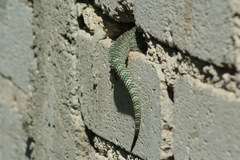 Sceloporus torquatus