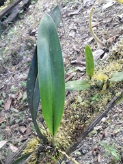 Maxillaria porrecta