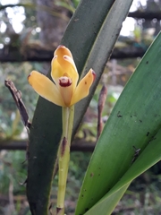 Maxillaria porrecta