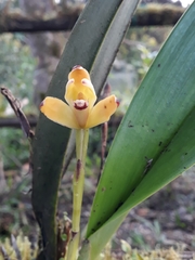 Maxillaria porrecta