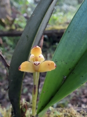 Maxillaria porrecta