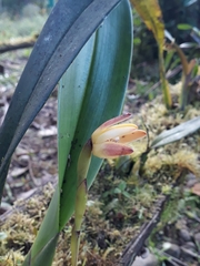 Maxillaria porrecta