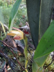Maxillaria porrecta
